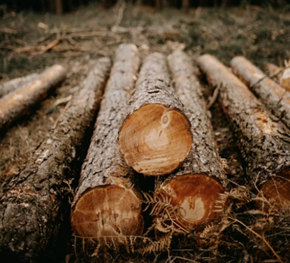 West Fraser in the vanguard for responsible forestry management