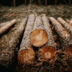 West Fraser in the vanguard for responsible forestry management