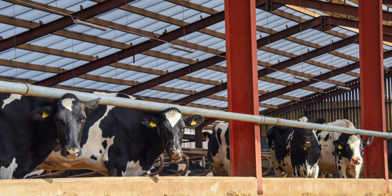 Bloor’s Dairy Improves Herd Health and Productivity With Brett Martin’s Marlon CST Heatguard
