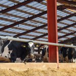 Bloor’s Dairy Improves Herd Health and Productivity With Brett Martin’s Marlon CST Heatguard