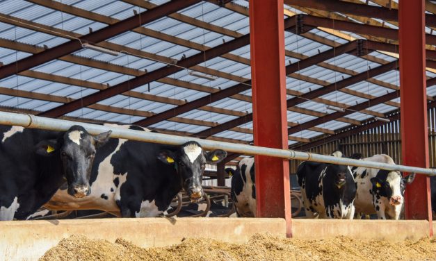 Bloor’s Dairy Improves Herd Health and Productivity With Brett Martin’s Marlon CST Heatguard