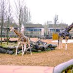 Chester Zoo’s ‘Heart of Africa’ lodges feature Mitsubishi Electric renewable technology