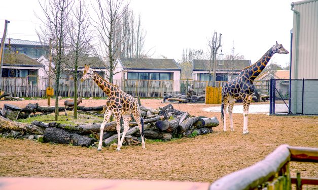 Chester Zoo’s ‘Heart of Africa’ lodges feature Mitsubishi Electric renewable technology