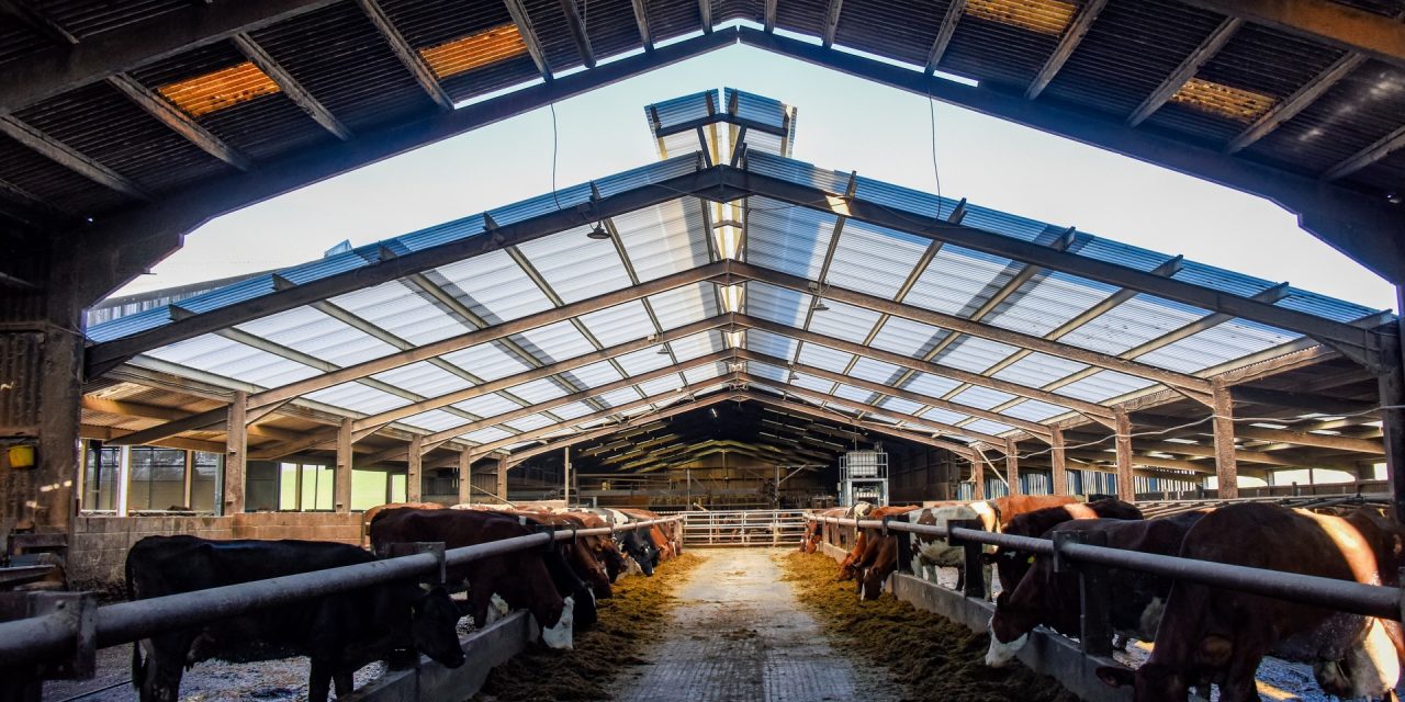 Brett Martin improves cow comfort with its Marlon CST Heatguard at Dairy Farm in Lancashire