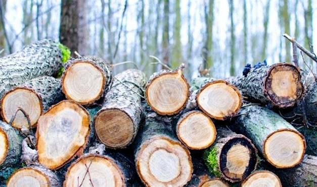 Timber Garden Buildings and the Shift Toward Sustainable Modular Construction