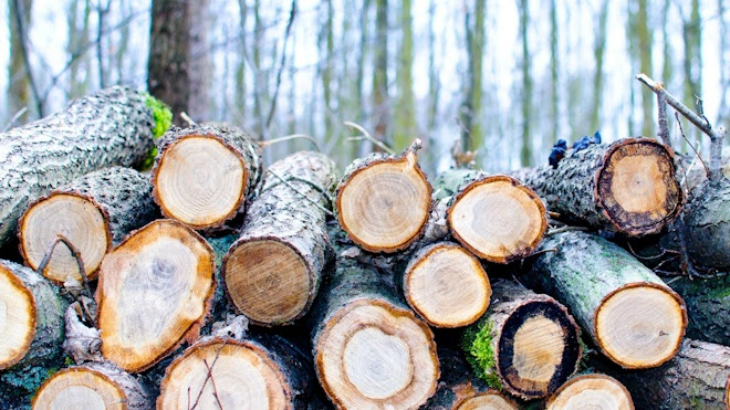 Timber Garden Buildings and the Shift Toward Sustainable Modular Construction